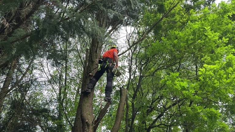 Professional Tree Services in Cedar Park, TX