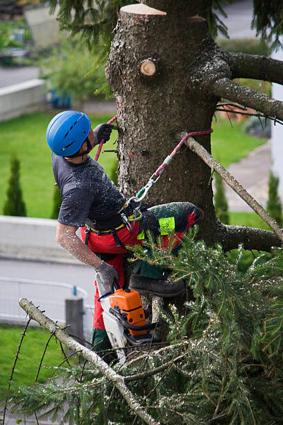 How Our Tree Care Process Works  in  Cedar Park, TX